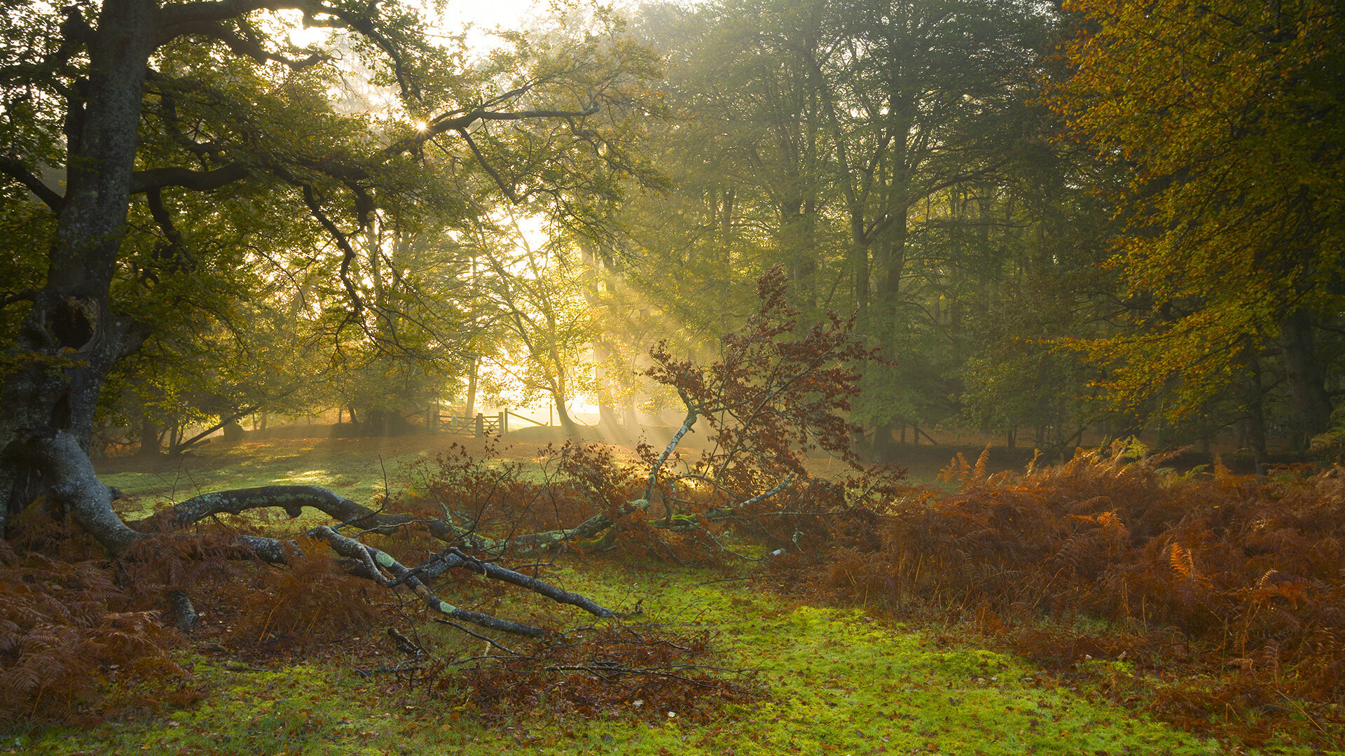 中超转播权大动作,海外市场全面展开,中超转播权 80亿